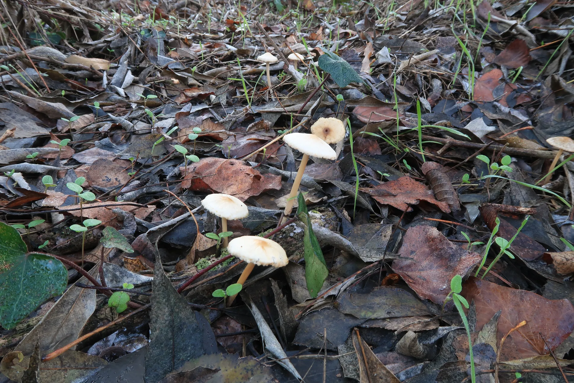 Psathyrella tephrophylla - 1 - IMG_5208